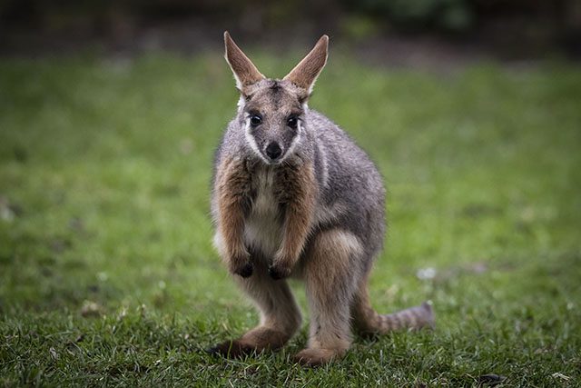 Reward for missing wallaby in Co Tyrone.